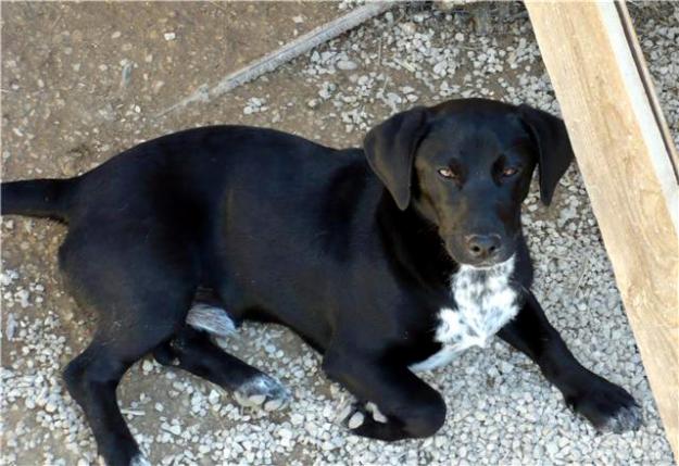 Toki, precioso cachorro, con un pelaje negro superbrillante, en adopción