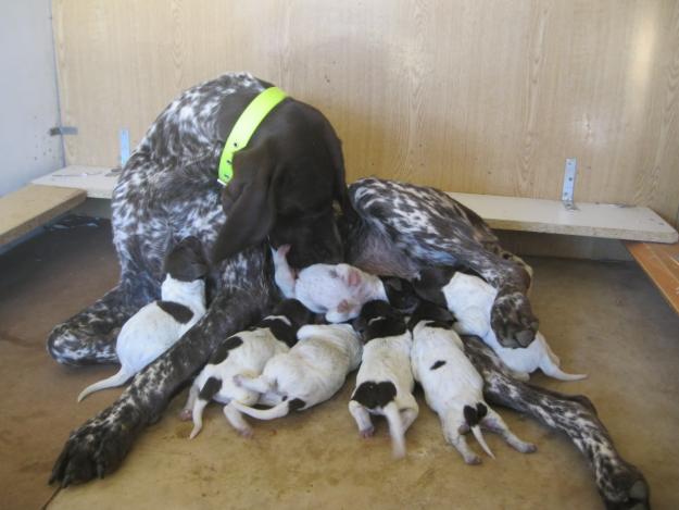 Braco aleman cachorros