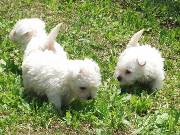 Cachorros de westy, de pura raza