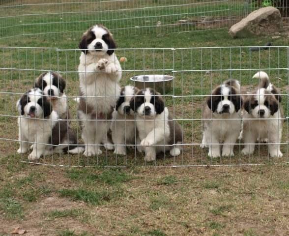 EXCELENTES CACHORROS DE SAN BERNARDO DE PELO LARGO