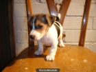 JACK RUSSELL 300 - mejor precio | unprecio.es