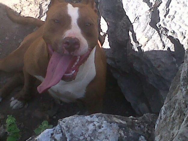 proxima camada pitbull