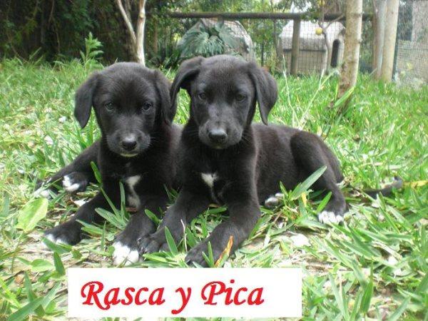 Rasca y Pica,dos cachorritos en  busca de familia