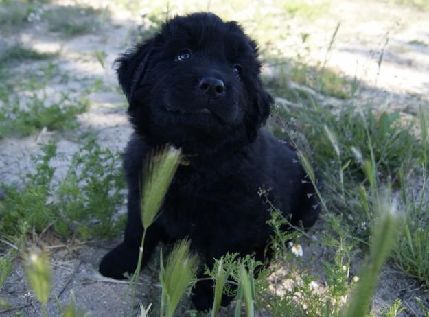 Terranova cachorros de calidad