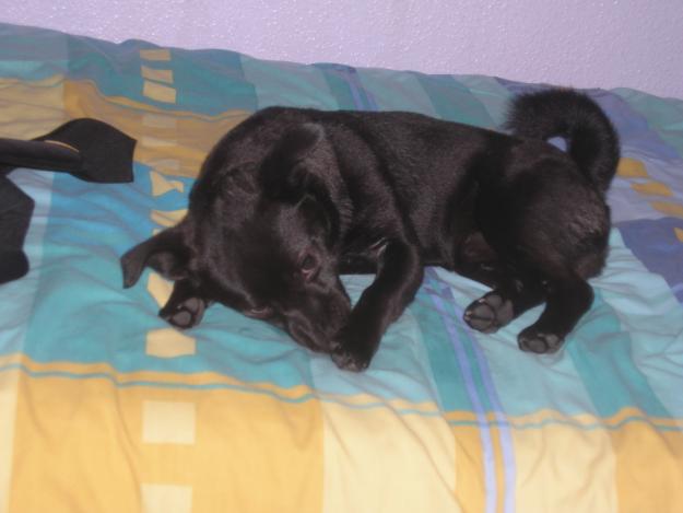 URGE REGALAR PERRO 1 AÑO RAZA PEQUEÑA