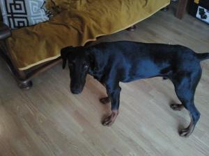 VENDO DOBERMAN PEDIGREE NEGRO FUEGO