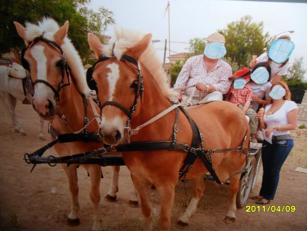 YEGUAS DE RAZA HAFLINGER MANSAS Y GUAPAS 600 52 52 92 - Toledo