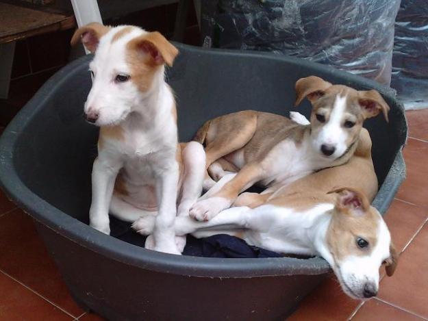 cachorrita q buscan casa de acogida o adopcion es muy urgente