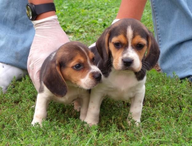 Camada de Beagle 250€