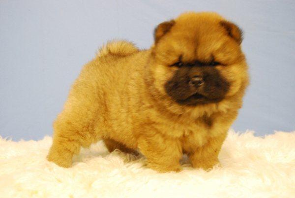 CHOW CHOW DE CALIDAD LISTOS PARA ENTREGAR CON 2 MESES