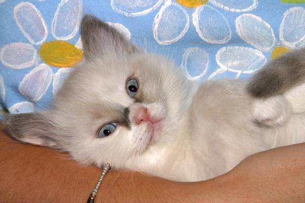 gatitos ragdoll con pedigree en Madrid