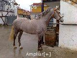 IMPRESIONANTE CABALLO ANDALUZ MUY BIEN MONTADO