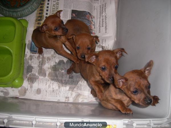 preciosos cachorritos de pincher enano