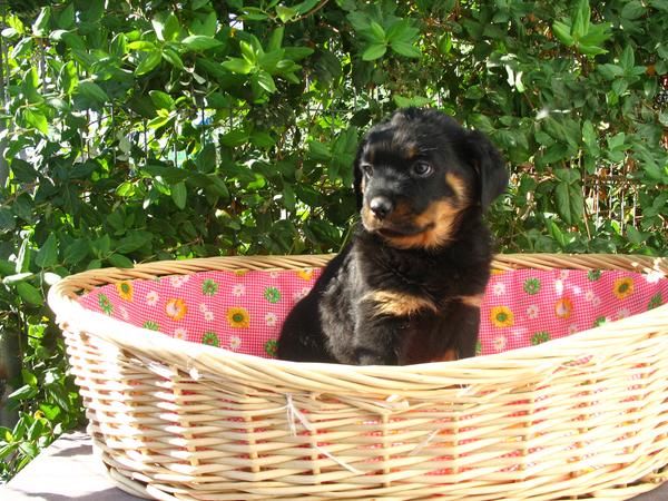 ROTTWEILER HEMBRA DE 2  MESES, 290 EUROS