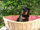 ROTTWEILER HEMBRA DE 2 MESES, 290 EUROS - mejor precio | unprecio.es