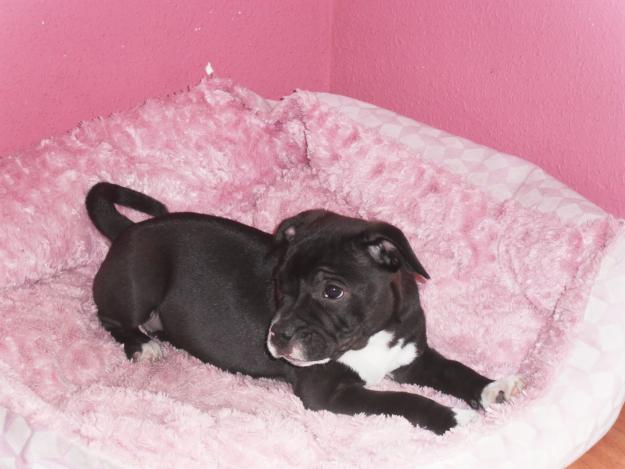 Se vende cachorro de staffordshire bull