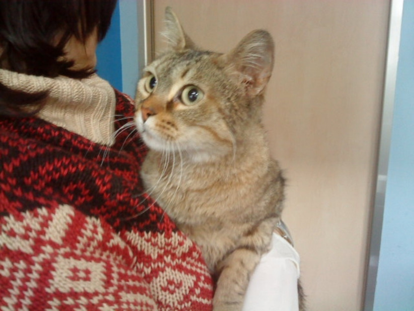 VIKA, gatita muy guapa rescatada del abandono