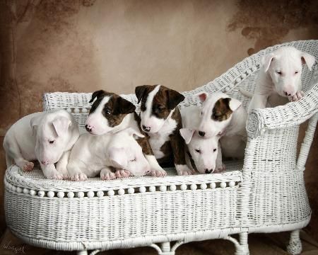 BULL TERRIER CACHORROS