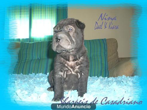 CACHORRA SHAR PEI MINIATURA