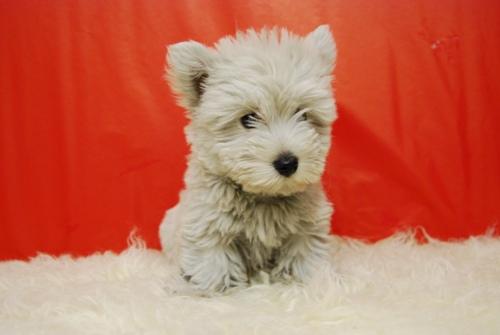 Cachorritos Westy machos y hembras con dos meses de edad