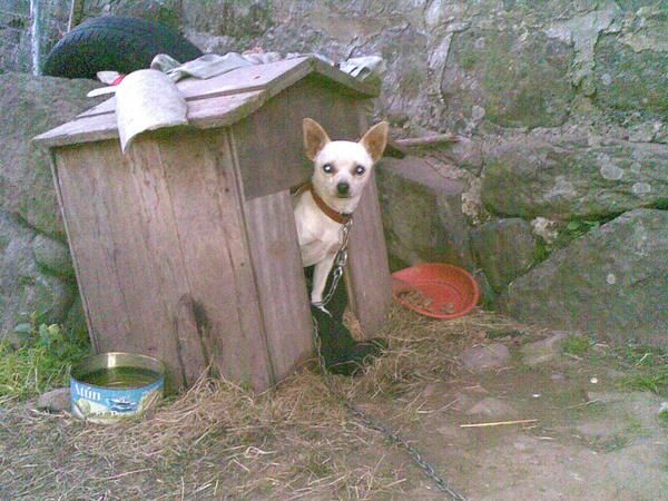 Chihuahua macho de 2 años!!!