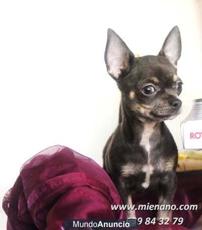 CHIHUAHUAS EN VENTA, MONISIMOS PERRITOS