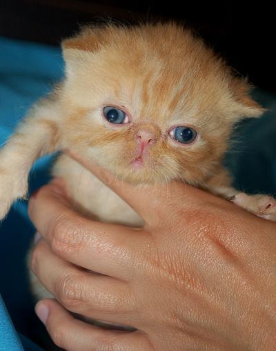 GUAPISIMOS GATITOS PERSAS Y EXOTICOS, AZUL, NEGRO Y ROJOS COMO GARFIELD!