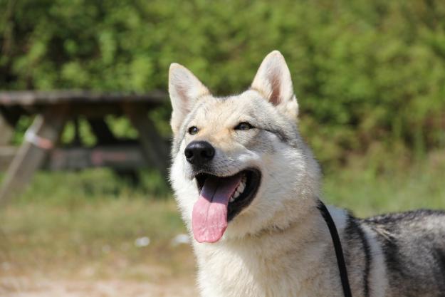 Somos criadores de perro lobo checoslovaco