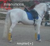 VENDO P.R.E. CABALLO SEMENTAL TORDO