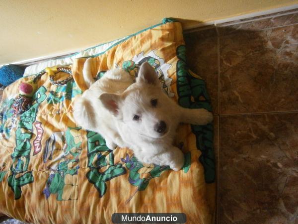 alaskan malamute