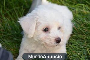 Bichon elegante de casas nuevas