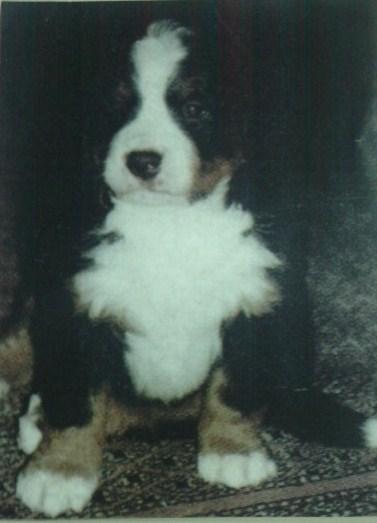 CACHORROS DE BOYERO DE BERNA