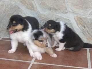 cachorros de rough collie