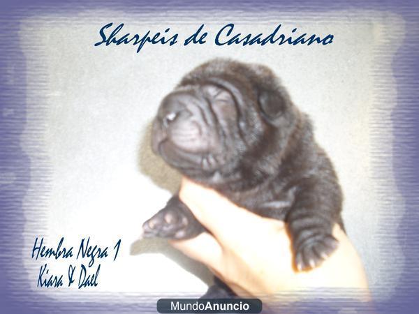 CACHORROS SHAR PEI PORTADORES TODOS COLORES