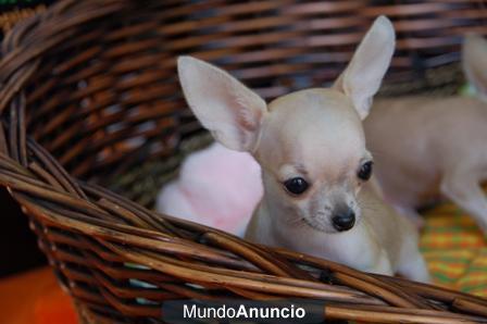 CHIHUAHUA DE LUJO