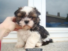 PRECIOSA HEMBRA DE SHIH-TZU-MUY ECONOMICA!!! - mejor precio | unprecio.es