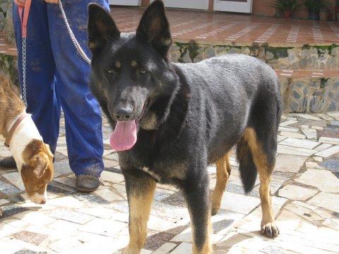 Princesa, preciosa pastora belga en adopción