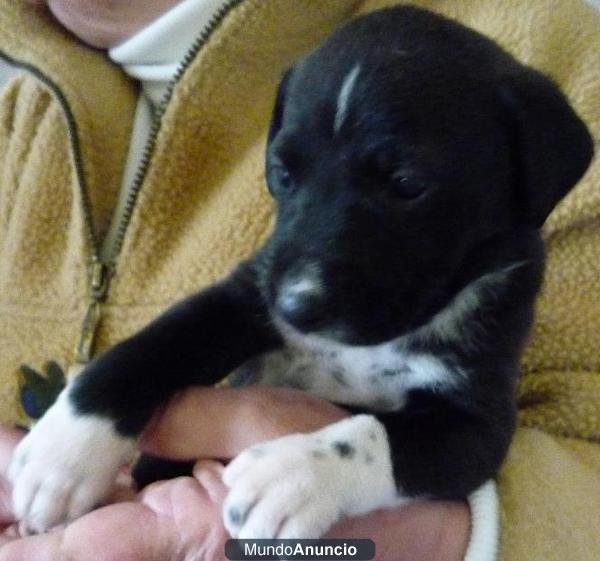 Regalo cachorritos de mes y medio cruce de dálmata y pastor belga