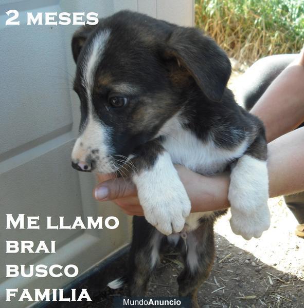 SE REGALAN - 9 CACHORROS DE 2 MESES - MARAVILLOSOS -