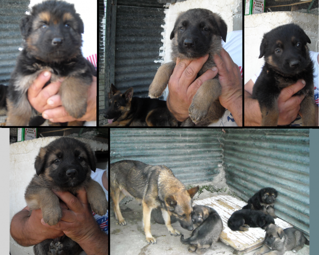 Se venden cachorros de pastor alemán