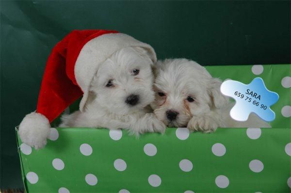 Tu bichon maltes ¡Pídeselo a papa Noél