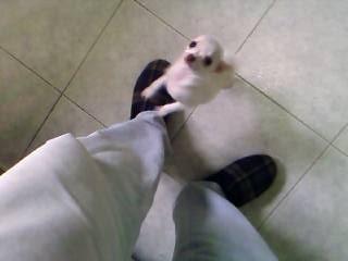 Vendo chihuahua blanca, pura pequeñita