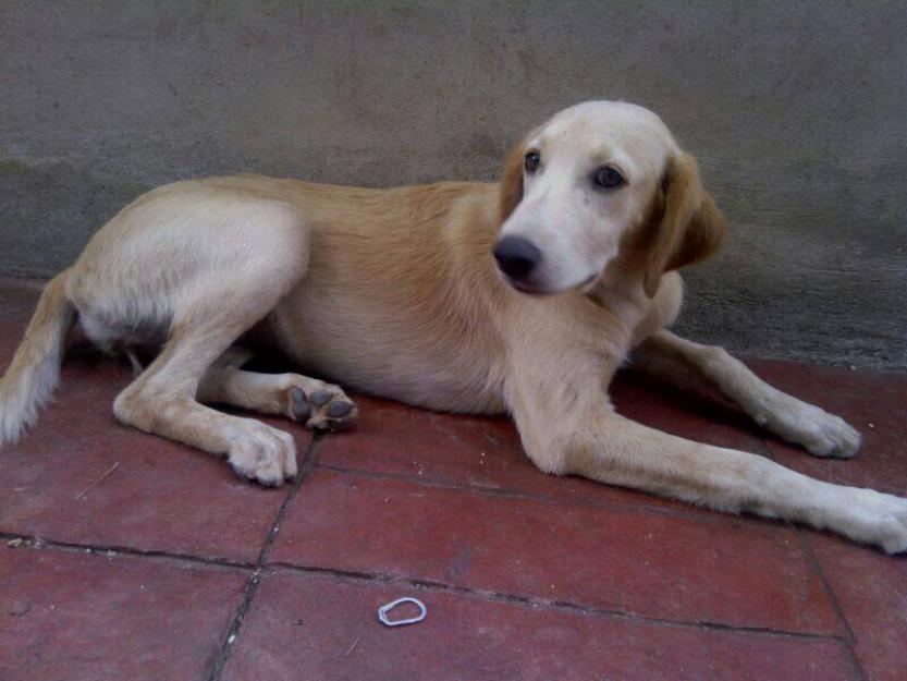 Hanna en adopción