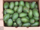 Aguacates , fruta tropical directa del arbol. - mejor precio | unprecio.es