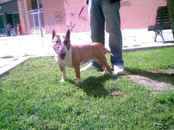 bull-terrier miniatura de Valdehierro afijo 431-93 cachorros