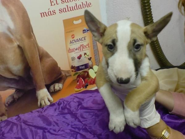 Bull Terrier, perros, cachorros, criadero, venta.  cachorros perros excepcionales, camada con diferentes colores, los  c