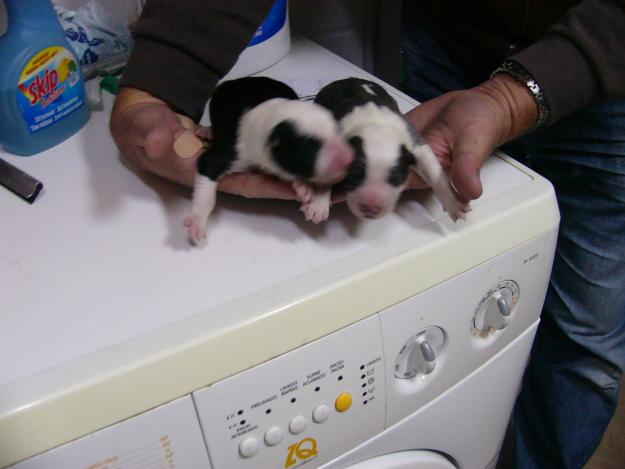 Cachorros Border Collie Excelente pedigree libres de CEA, CL y TNS