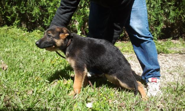 Excelentes cachorros de pastor aleman