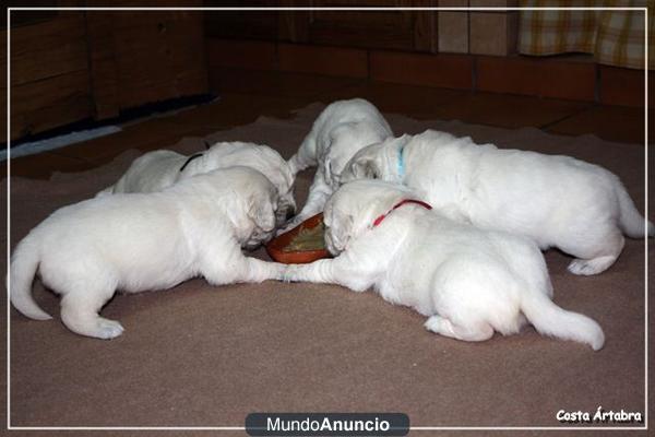 Golden Retriever. Camada para entregar en Junio