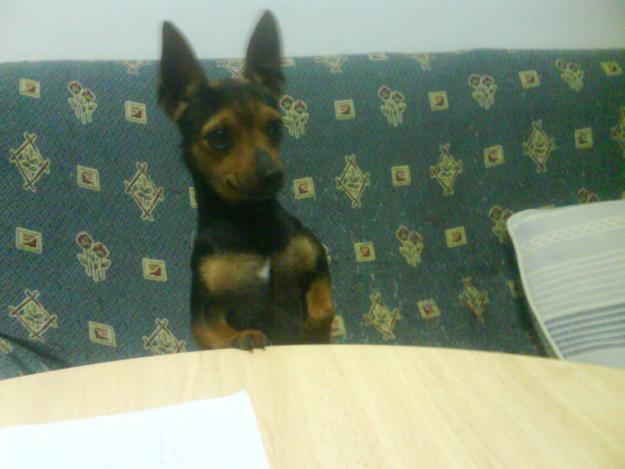 pinscher toy en negros y negro fuego